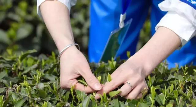 陕西银针富硒茶(紫阳县富硒茶银针价格)-硒宝网