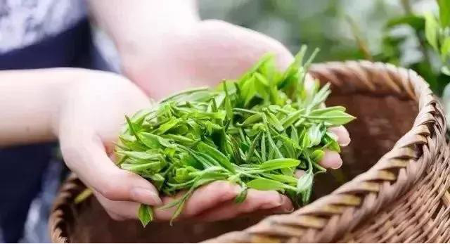 陕西银针富硒茶(紫阳县富硒茶银针价格)-硒宝网