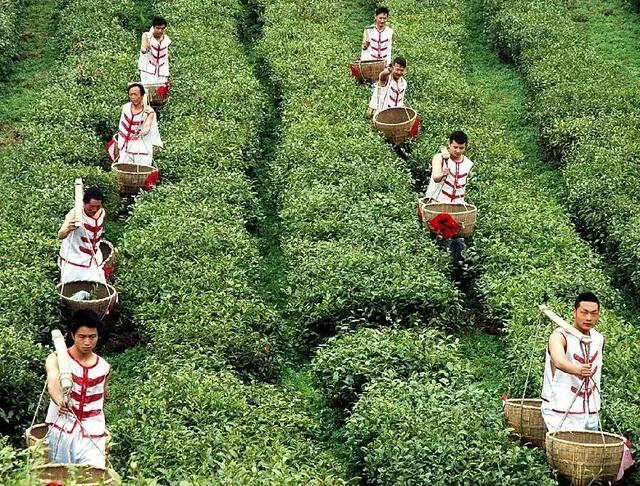 陕西银针富硒茶(紫阳县富硒茶银针价格)-硒宝网