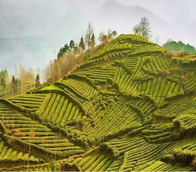 陕西银针富硒茶(紫阳县富硒茶银针价格)-硒宝网