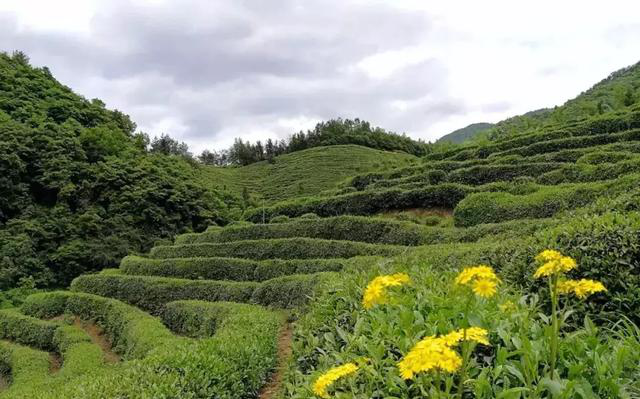 陕西银针富硒茶(紫阳县富硒茶银针价格)-硒宝网