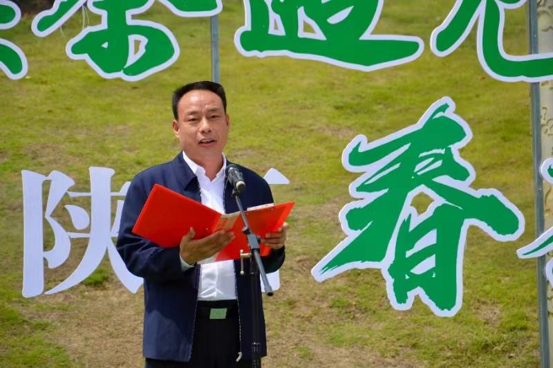 陕西银针富硒茶(陕西富硒茶多少钱一斤)-硒宝网