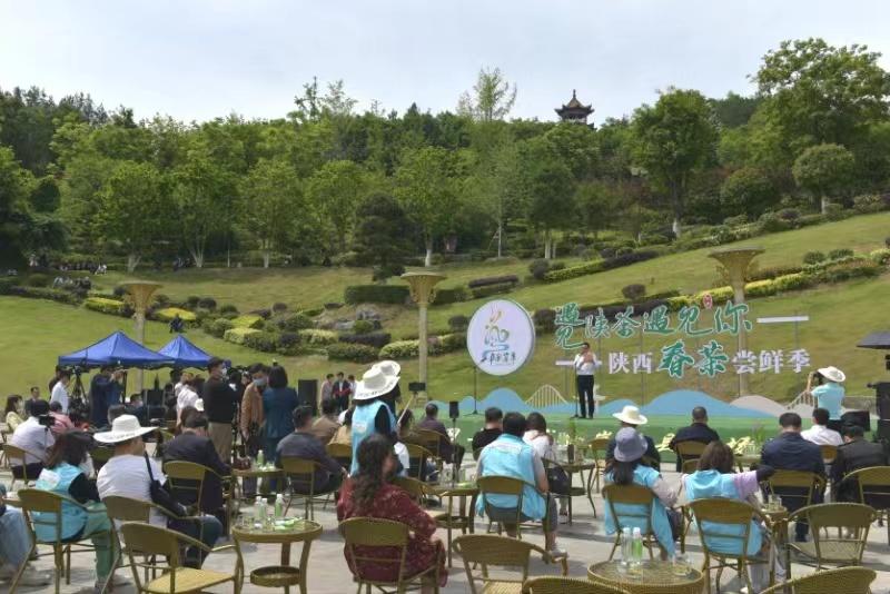 陕西银针富硒茶(陕西富硒茶多少钱一斤)-硒宝网