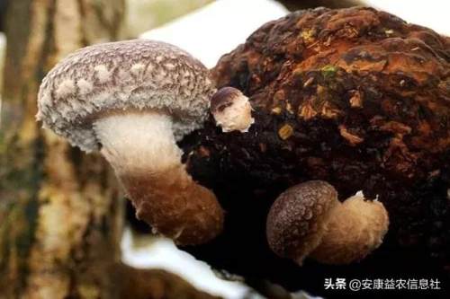 安康富硒茶贡品（安康富硒茶礼盒）-硒宝网