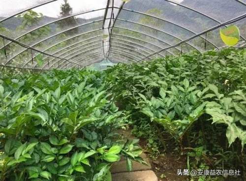 安康富硒茶贡品（安康富硒茶礼盒）-硒宝网