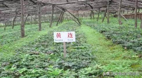 安康富硒茶贡品（安康富硒茶礼盒）-硒宝网