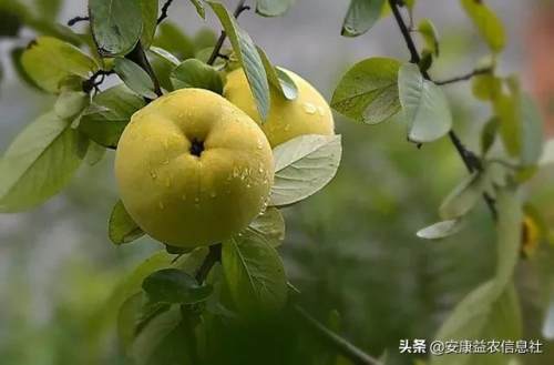 安康富硒茶贡品（安康富硒茶礼盒）-硒宝网