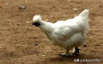 安康富硒茶贡品（安康富硒茶礼盒）-硒宝网