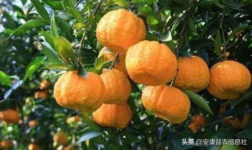 安康富硒茶贡品（安康富硒茶礼盒）-硒宝网