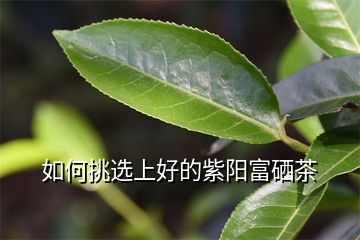 紫阳富硒有机茶(紫阳茶富硒茶)-硒宝网