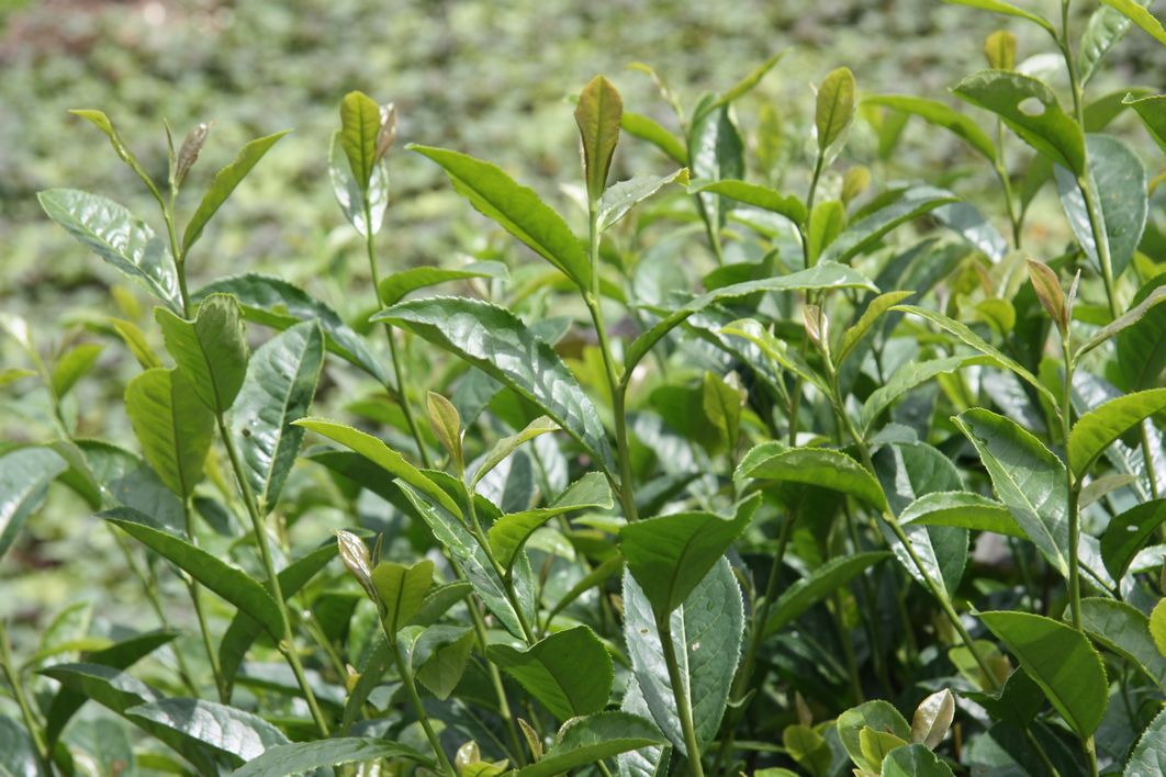 富硒茶生长特点(生长茶特点富硒含量高吗)-硒宝网