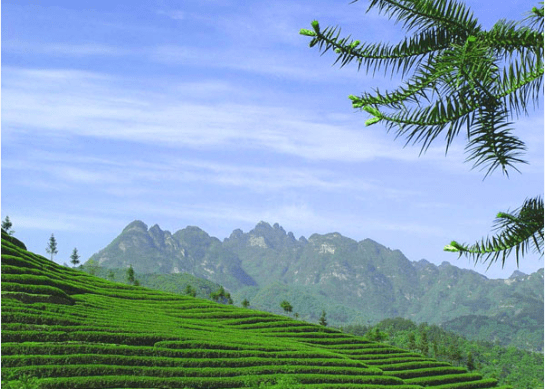 富硒茶生长特点(生长茶特点富硒含量高吗)-硒宝网