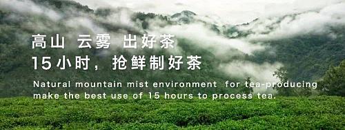 陕西银针富硒茶(安康紫阳富硒茶银针多少钱一斤)-硒宝网