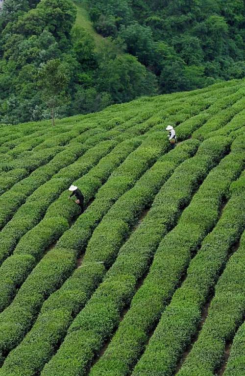 陕西银针富硒茶(安康紫阳富硒茶银针多少钱一斤)-硒宝网