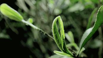 陕西银针富硒茶(安康紫阳富硒茶银针多少钱一斤)-硒宝网