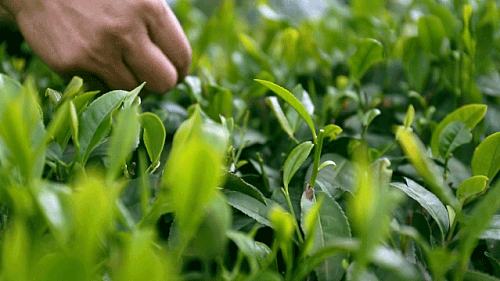 陕西银针富硒茶(安康紫阳富硒茶银针多少钱一斤)-硒宝网