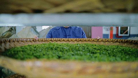 陕西银针富硒茶(安康紫阳富硒茶银针多少钱一斤)-硒宝网