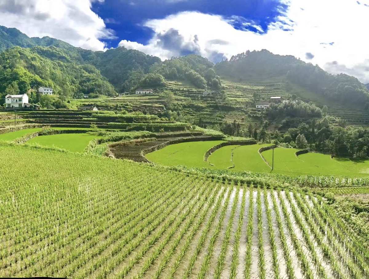 富硒茶产业扶持（富硒茶产业国内现状）-硒宝网