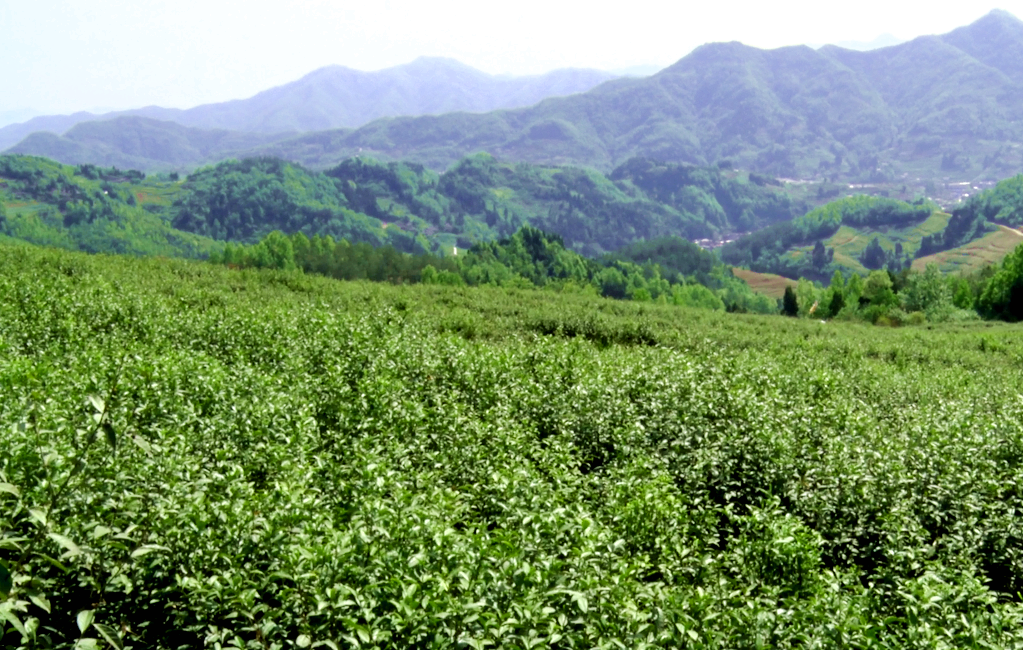 汉阴凤凰富硒茶（凤凰茶好不好）-硒宝网