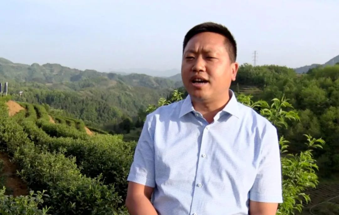 汉阴凤凰富硒茶（凤凰茶好不好）-硒宝网