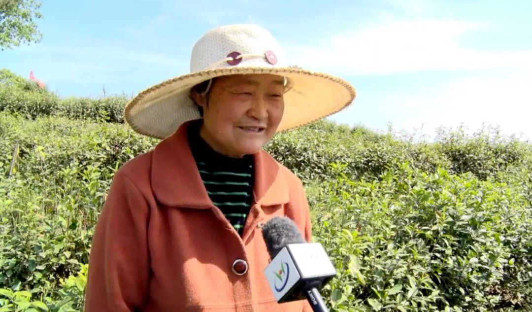 汉阴凤凰富硒茶（凤凰茶好不好）-硒宝网