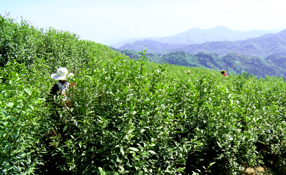 汉阴凤凰富硒茶（凤凰茶好不好）-硒宝网