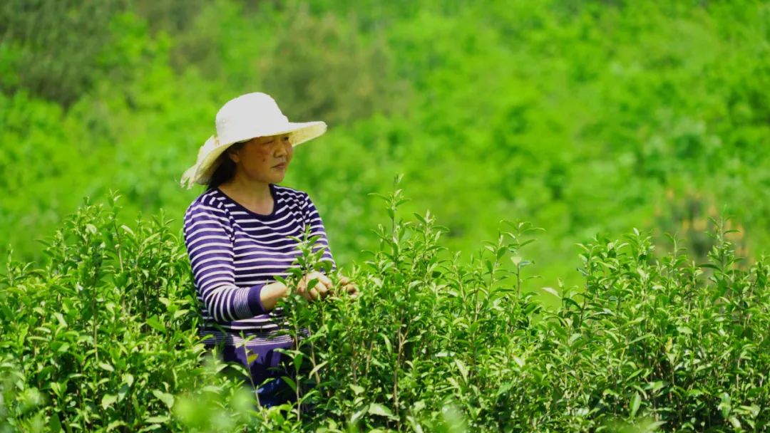汉阴凤凰富硒茶（凤凰茶好不好）-硒宝网