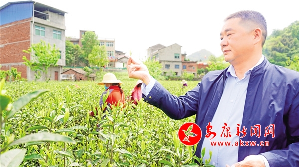 安康富硒茶发展(安康茶富硒发展现状)-硒宝网