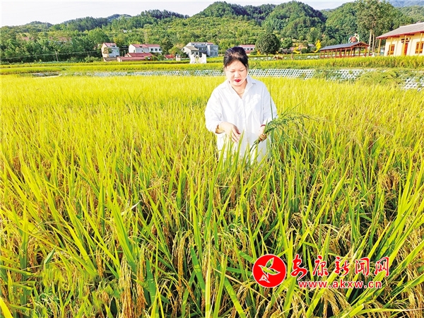 安康富硒茶发展(安康茶富硒发展现状)-硒宝网