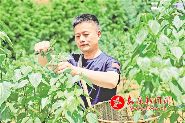 安康富硒茶发展(安康茶富硒发展现状)-硒宝网