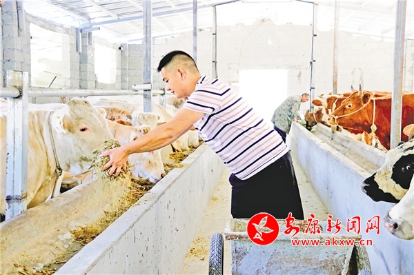 安康富硒茶发展(安康茶富硒发展现状)-硒宝网