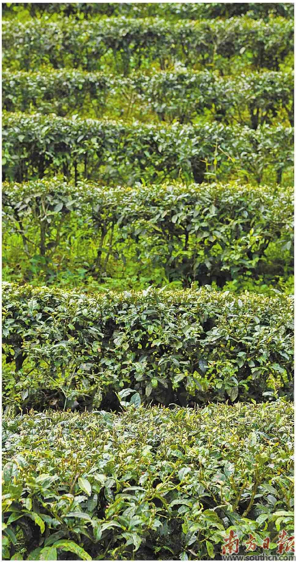 河北富硒茶加工（河北茶加工富硒的地方）-硒宝网