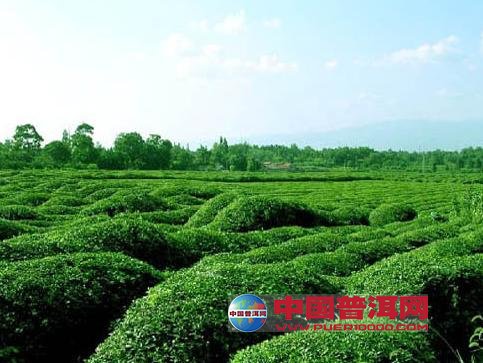 河北富硒茶加工(河北富硒产业联盟)-硒宝网