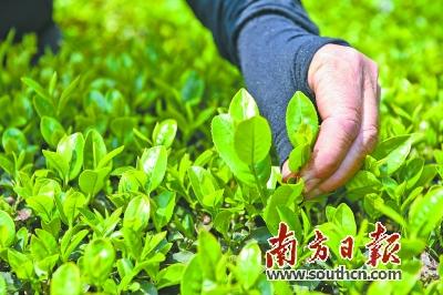 梅州富硒茶标准（梅州富硒红茶）-硒宝网