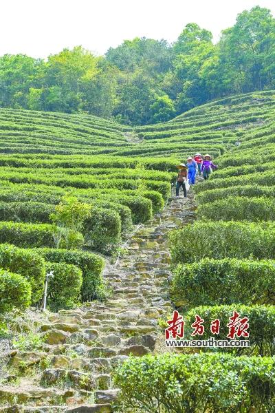 梅州富硒茶标准（梅州富硒红茶）-硒宝网