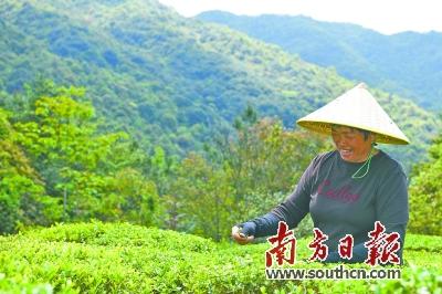 梅州富硒茶标准（梅州富硒红茶）-硒宝网