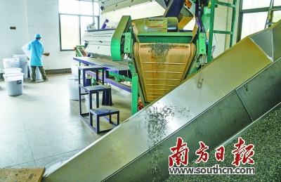 梅州富硒茶标准（梅州富硒红茶）-硒宝网