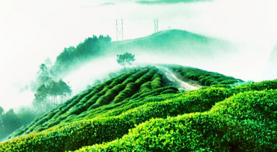 紫阳富硒茶出名（紫阳富硒茶品牌大全）-硒宝网