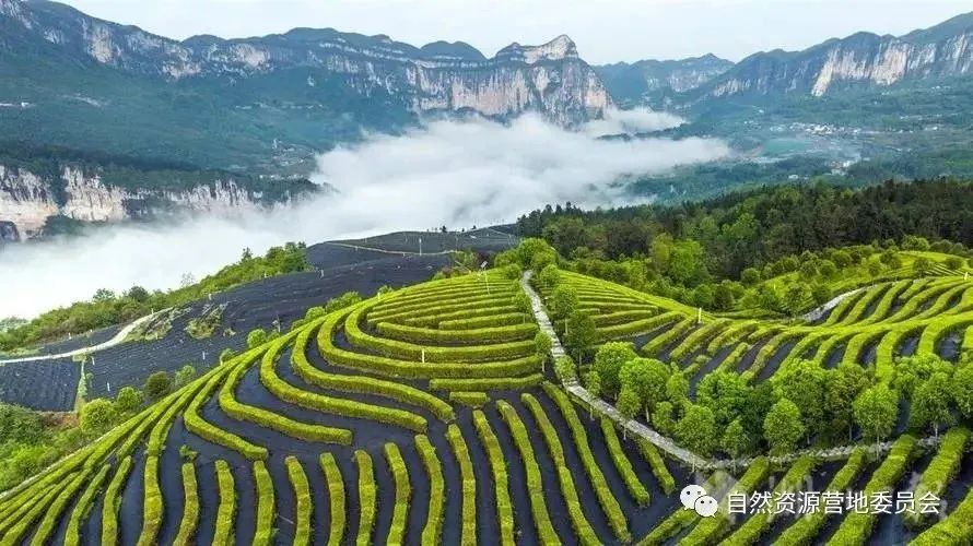 湖北富硒茶品种（湖北富硒茶是绿茶吗）-硒宝网