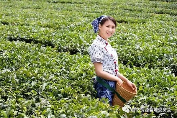 湖北富硒茶品种（湖北富硒茶是绿茶吗）-硒宝网