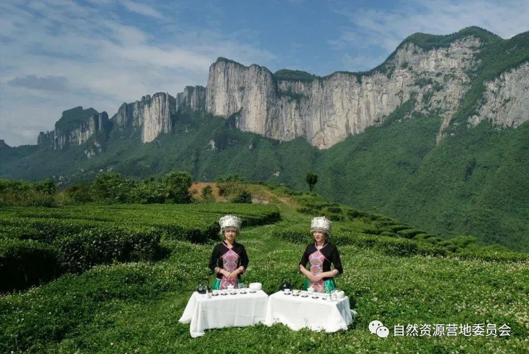 湖北富硒茶品种（湖北富硒茶是绿茶吗）-硒宝网