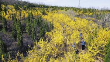 桑叶富硒茶功效（给我搜一下桑叶茶的功效）-硒宝网