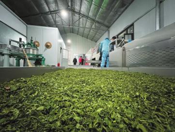 桑叶富硒茶功效（给我搜一下桑叶茶的功效）-硒宝网