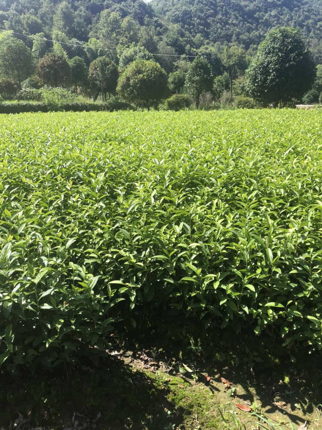 大山富硒茶标准（大山村富硒茶）-硒宝网