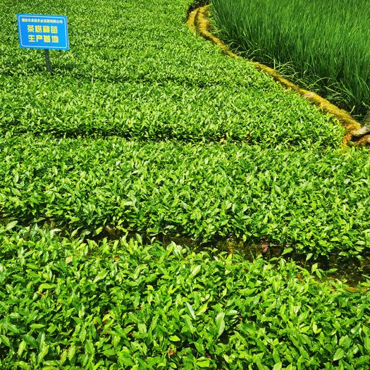 大山富硒茶标准（大山村富硒茶）-硒宝网