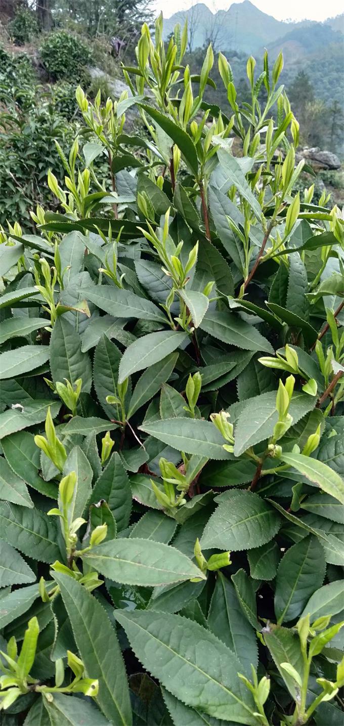 安徽野生富硒茶（安徽含硒的茶叶）-硒宝网