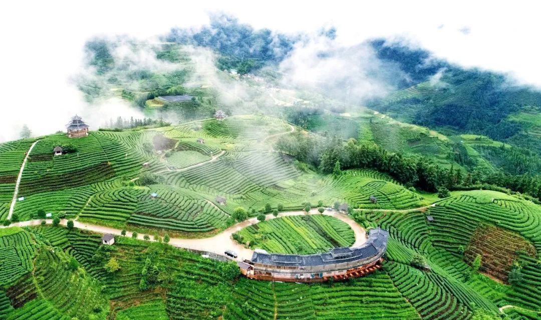 江西黄金富硒茶（江西黄金茶富硒产地）-硒宝网