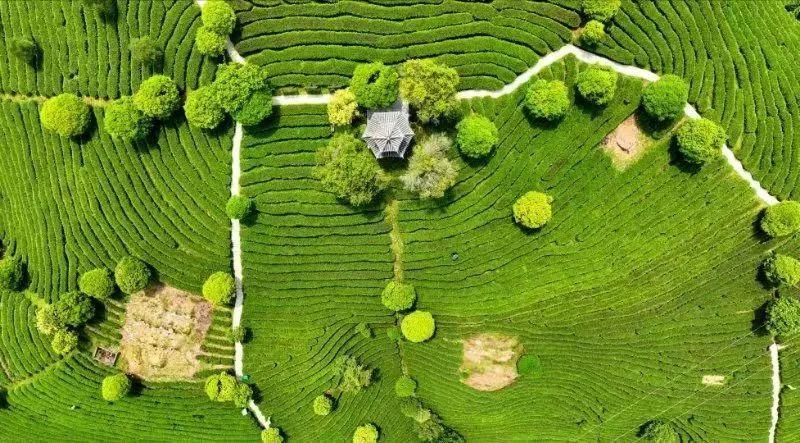 江西黄金富硒茶（江西黄金茶富硒产地）-硒宝网