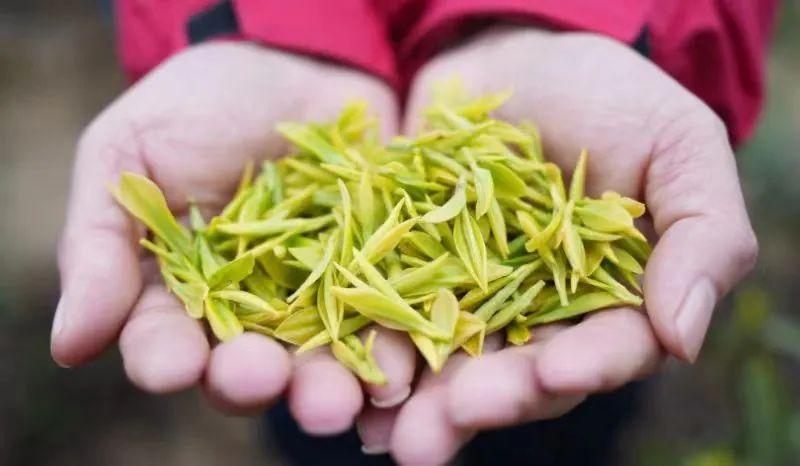 江西黄金富硒茶（江西黄金茶富硒产地）-硒宝网