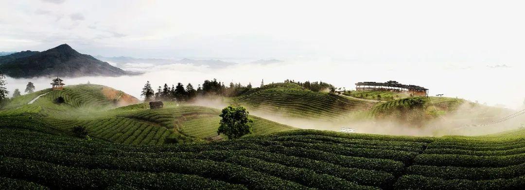 江西黄金富硒茶（江西黄金茶富硒产地）-硒宝网